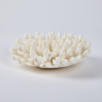 An Organic Formed Piece of Coral