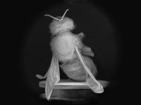 ANNE NOBLE Dead Bee Portrait #3