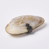 A Small Mussel Shell Trinket Box