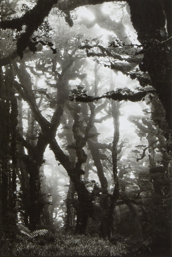 JENNER ZIMMERMANN Urewera National Park, 1992