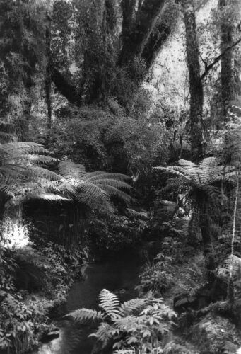 Early New Zealand Photography - Ralph Warburton