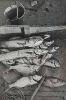 Gary Baigent -&nbsp;Night Catch , Cavalli Islands, Northland&nbsp;&nbsp;