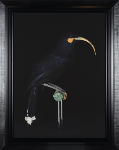 FIONA PARDINGTON Manawarahi Female Huia, Hawkes Bay Museum