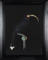 FIONA PARDINGTON Manawarahi Female Huia, Hawkes Bay Museum