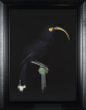 FIONA PARDINGTON Manawarahi Female Huia, Hawkes Bay Museum