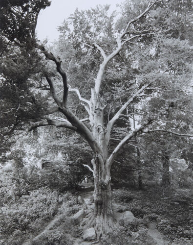 MITCH EPSTEIN European Beech, Prospect Park, Brooklyn