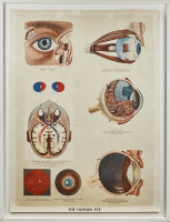 A Large Framed Eye Medical Poster