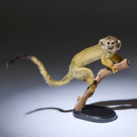 A Taxidermy Squirrel Monkey