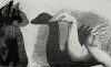 PRUE MACDOUGALL - Shadow Play
