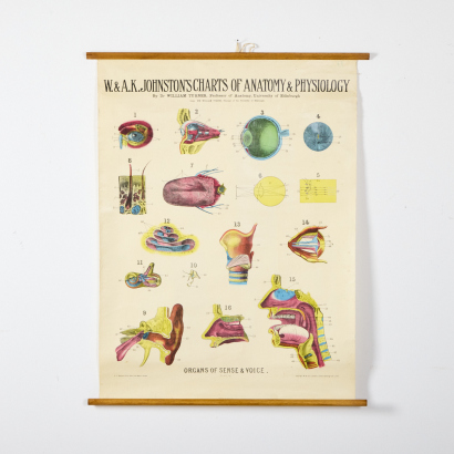 A University Chart of Organs of Sense of Voice c.1920