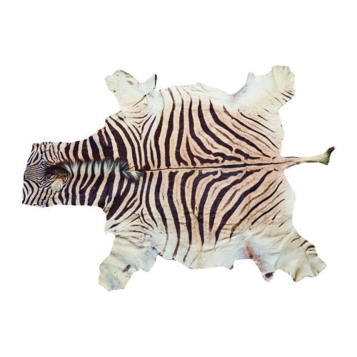 A Large Zebra Skin