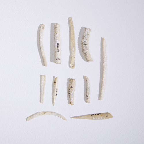 A Collection of Bone Fragments