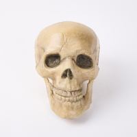 A Plastic Prop Skull