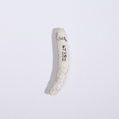 A Barbed Bone Fragment, Aotearoa