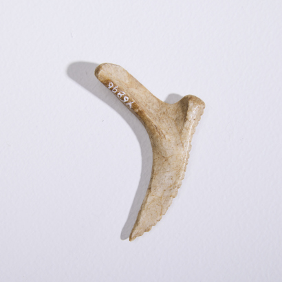 A Barbed Bone Fragment, Aotearoa