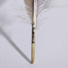 A Framed Huia Feather, Aotearoa - 5