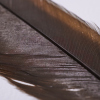 A Framed Huia Feather, Aotearoa - 6