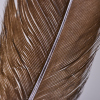 A Framed Huia Feather, Aotearoa - 8