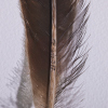 A Framed Huia Feather, Aotearoa - 10