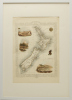 A Print of a Map of Aotearoa by J. Rapkin