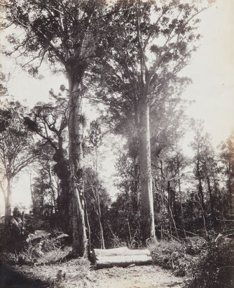 PHOTOGRAPHER UNKNOWN Rata Tree Growing Round a Kauri Tree