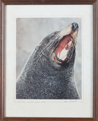 PETER PHILPOTT Fur Seal, Knights Point, Haast