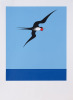DON BINNEY Pacific Frigate Bird