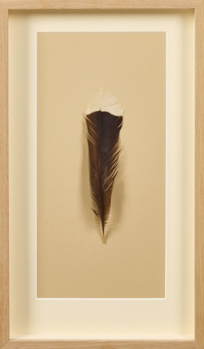 A Framed Huia Feather, Aotearoa