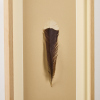 A Framed Huia Feather, Aotearoa - 2