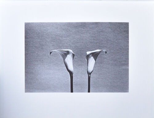 PETER PERYER Untitled (Lillies)