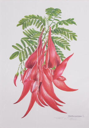 SUE WILKISON Clianthus Puniceus