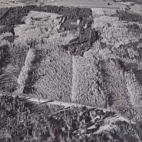 JOHN JOHNS Flattened Larch Stands, Hanmer Forest, Canterbury