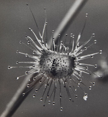 JOHN JOHNS Sundew Flower