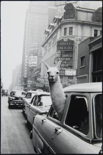 INGE MORATH A Llama in Times Square