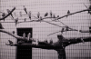 PETER PERYER Birds & Cage - Auckland Zoo (Zoo Music)