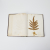 A Book of Pressed New Zealand Ferns - 2