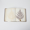 A Book of Pressed New Zealand Ferns - 3