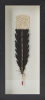 AIMEE GRUAR Single Huia Feather