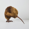 A Life Size Possum Fur Kiwi - 2