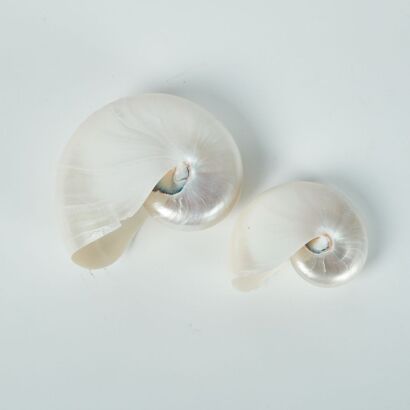 A Pair Of Shells