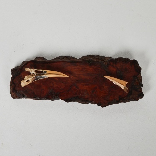 A Pair of Mounted Male Huia Beaks