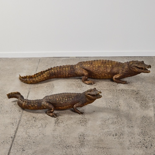 Two Taxidermy Alligators
