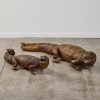Two Taxidermy Alligators - 2