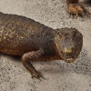 Two Taxidermy Alligators - 3