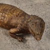 Two Taxidermy Alligators - 4