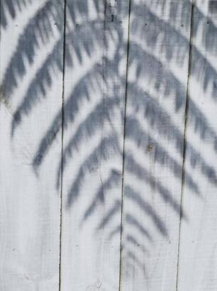 PETER PERYER Fern