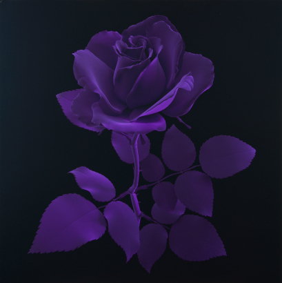 HYE RIM LEE Purple Velvet Rose