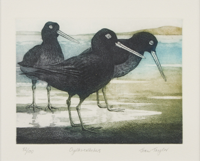 JOAN TAYLOR Oyster Catcher