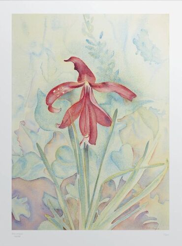 RITA ANGUS Orchid (BNZ Multiple)