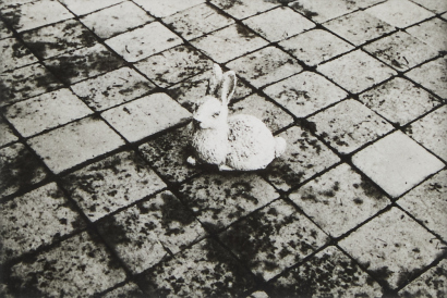 PETER PERYER Rabbit